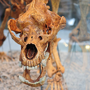 Jaskinia Niedźwiedzia - Kletno