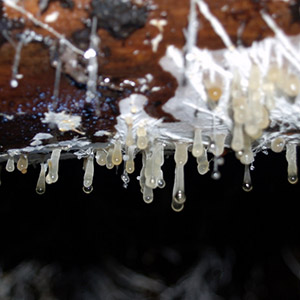 Kopalnia uranu - Kletno