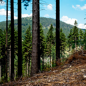 Śnieżnicki Park Krajobrazowy