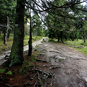 Górski Bieg Śnieżnicki