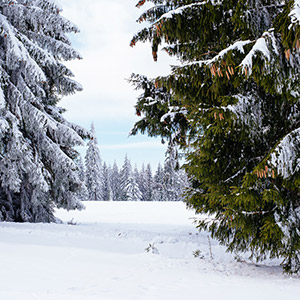 Czarna Góra i Masyw Śnieżnika
