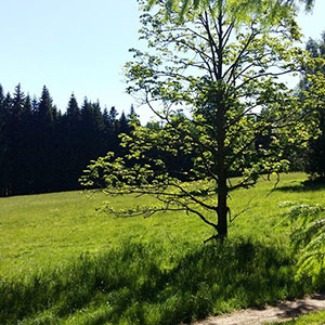 Czarna Góra i Masyw Śnieżnika