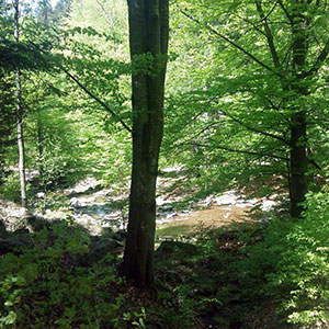 Czarna Góra i Masyw Śnieżnika